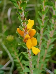 Pultenaea tuberculata