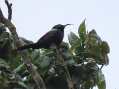 Nectarinia kilimensis