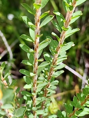 Pultenaea tuberculata