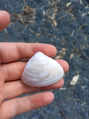 Crassula aequilatera