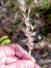 Rytidosperma tenuius