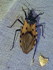 Triatoma dimidiata