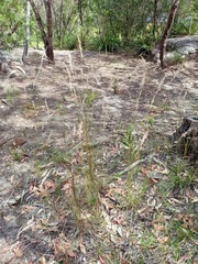 Rytidosperma tenuius