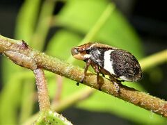 Bathyllus albicinctus