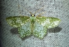 Chloropteryx dealbata