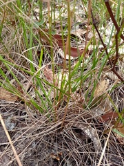 Rytidosperma tenuius