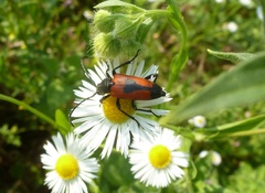 Stictoleptura cordigera