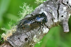 Cryptotympana holsti