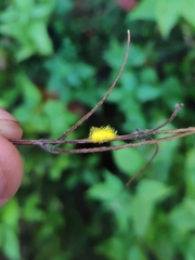 Epilachna varivestis