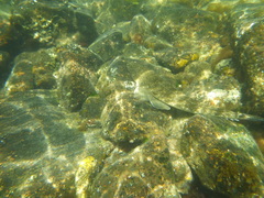 Platycephalus fuscus