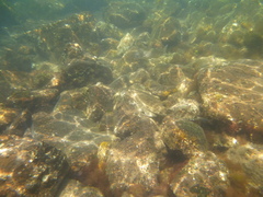 Platycephalus fuscus