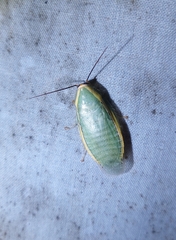 Panchlora