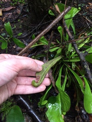 Sarracenia psittacina