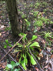 Sarracenia psittacina