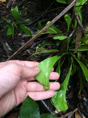 Sarracenia psittacina