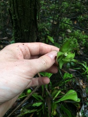 Sarracenia psittacina