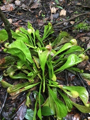 Sarracenia psittacina