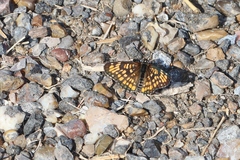 Chlosyne definita