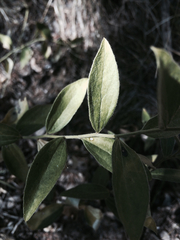 Ditaxis aphoroides