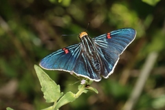 Phocides lilea