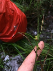 Carex elliottii