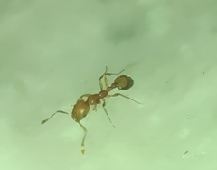 Monomorium pharaonis