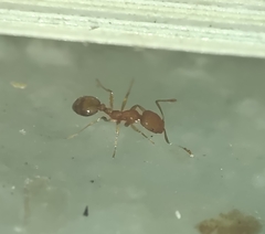 Monomorium pharaonis