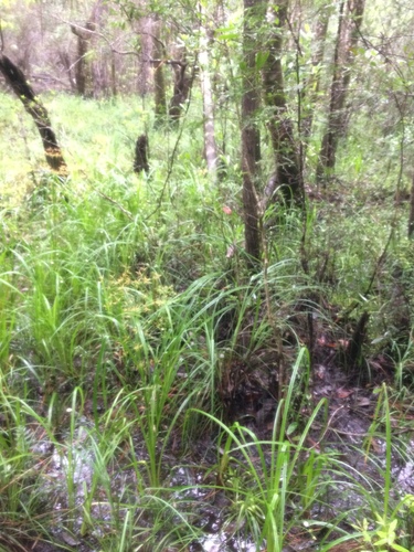 Image of Carex elliottii by no rights reserved