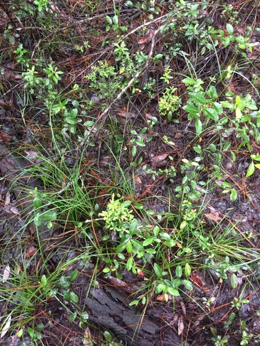 Image of Carex elliottii by no rights reserved