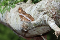 Adelpha fessonia