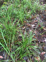 Carex elliottii