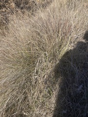Muhlenbergia rigens
