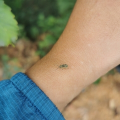 Lepidepistomodes nigromaculatus