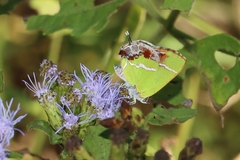 Chlorostrymon simaethis