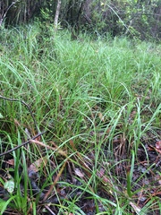 Carex elliottii