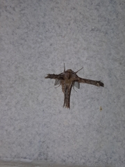 Apochima flabellaria