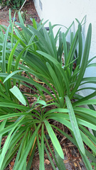 Agapanthus praecox