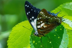 Polyura pyrrhus