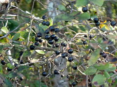Vaccinium arboreum