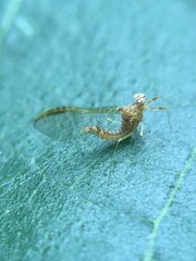 Ephemeroptera