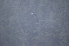 Sterna striata striata