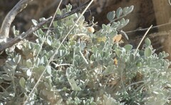 Astragalus calycosus