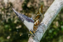 Polyura pyrrhus