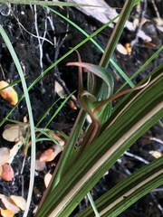 Pterostylis irsoniana