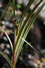 Pterostylis irsoniana