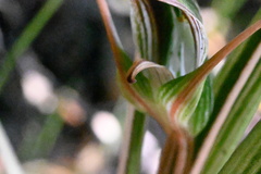 Pterostylis irsoniana