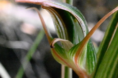 Pterostylis irsoniana