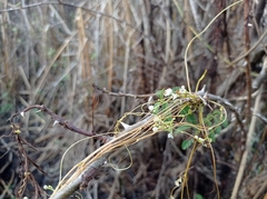 Cuscuta pentagona