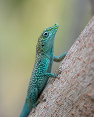 Anolis conspersus
