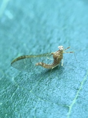 Ephemeroptera